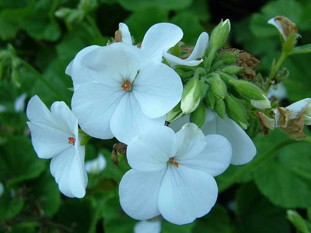 Its all about floriculture FRAGILE WHITE FLOWER