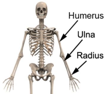 Tulang Yang Berbentuk Pipa Terdapat Pada Tulang Blog Pak Pandani