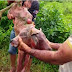 Bezerro de duas cabeças nasce em fazenda no Maranhão