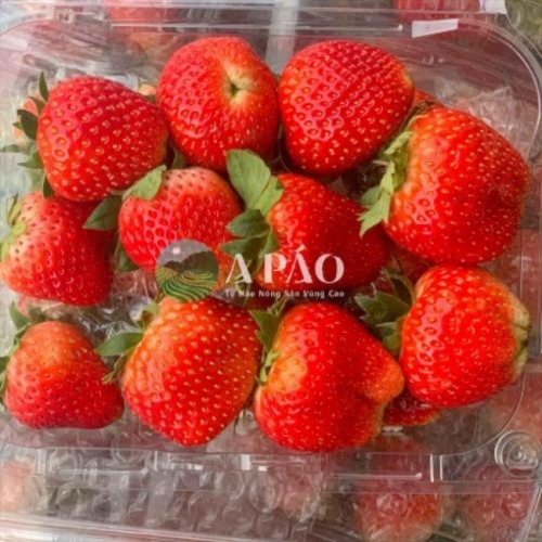 Dâu Tây Sữa A Páo sz M - 1kg 10 466bc47c 566b 4b63 a70e 9502dcc9b5d1 1