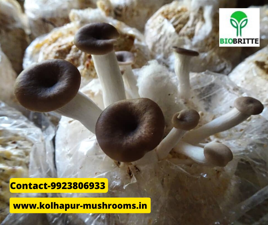 Mushroom purchaser in india Mushroom business Organic mushroom
