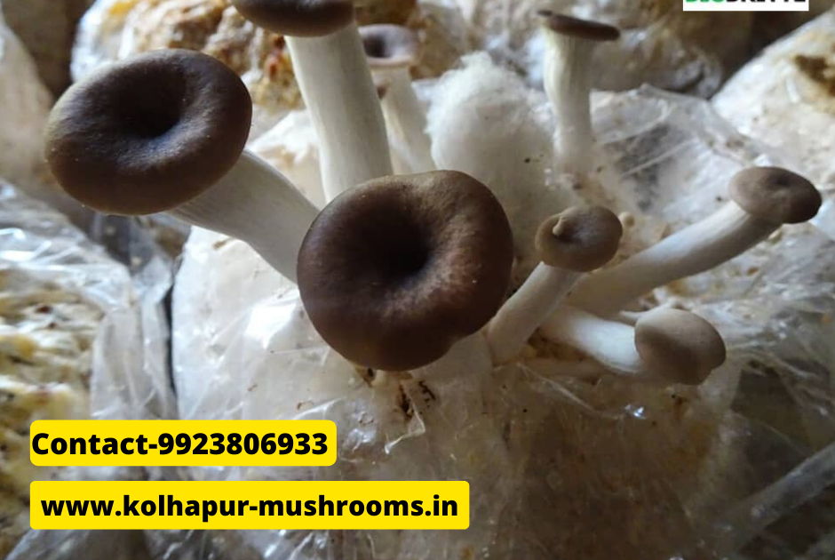 Mushroom purchaser in india | Mushroom business | Organic mushroom