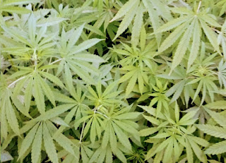 bhang ke fayde, bhang ki patti