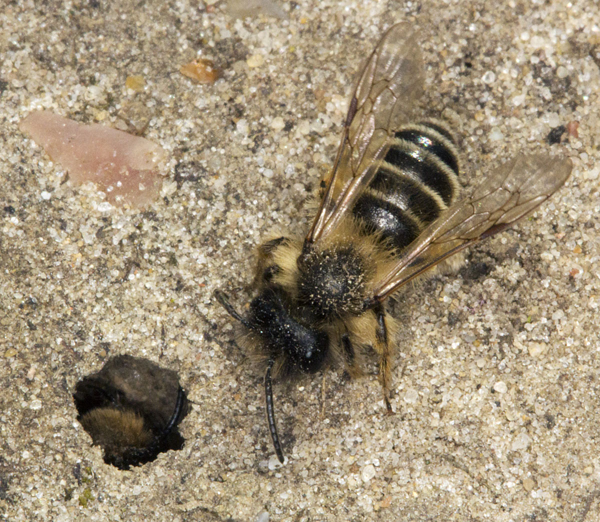 Mining Bees Naturally