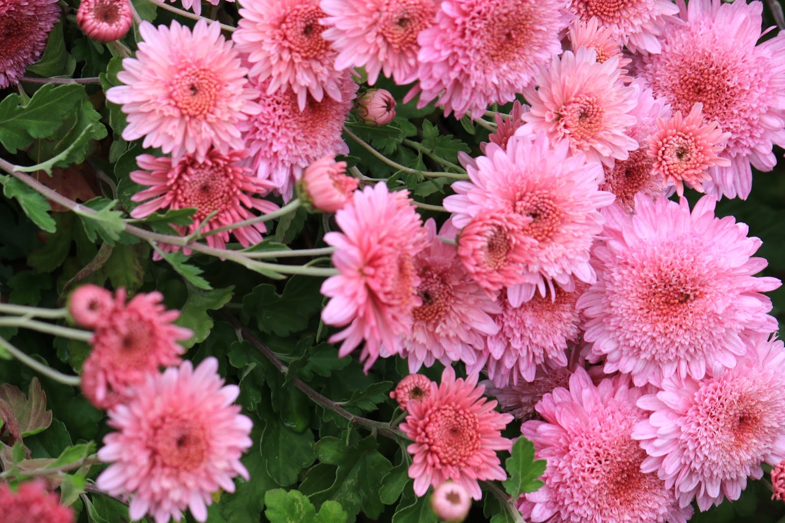 Delights of the Heart Notes from the Garden Chrysanthemums