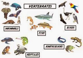 EL BAZAR DE PRIMARIA: SCIENCE (Teacher)
