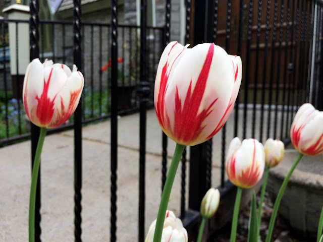 Canada 150 tulips flourish at a church entrance