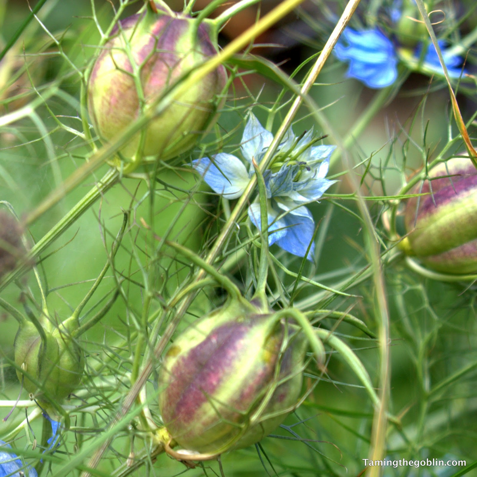 Taming the Goblin: Kids Co-op