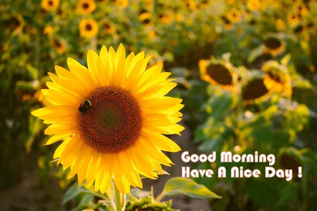 Good Morning Images with Flowers HD