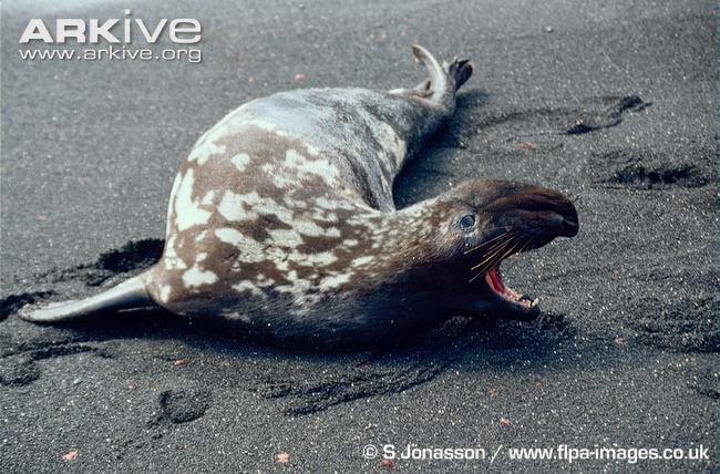 Hooded seal