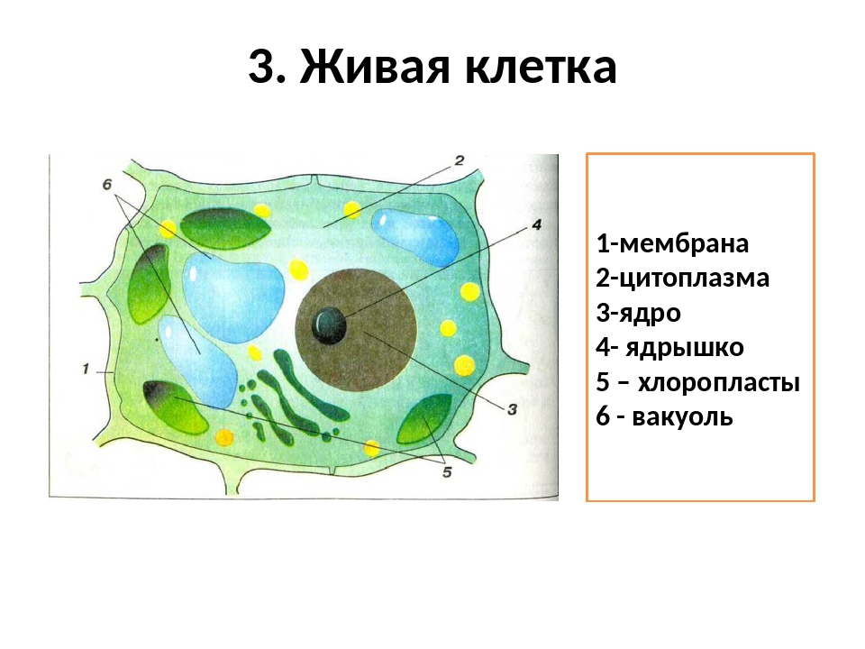 строение клеточной оболочки растений. схема ростительноймклетки биология. строение оболочки клетки 5 класс. строение мембраны растительной клетки. строение растительной и животной клетки 5 класс биология.