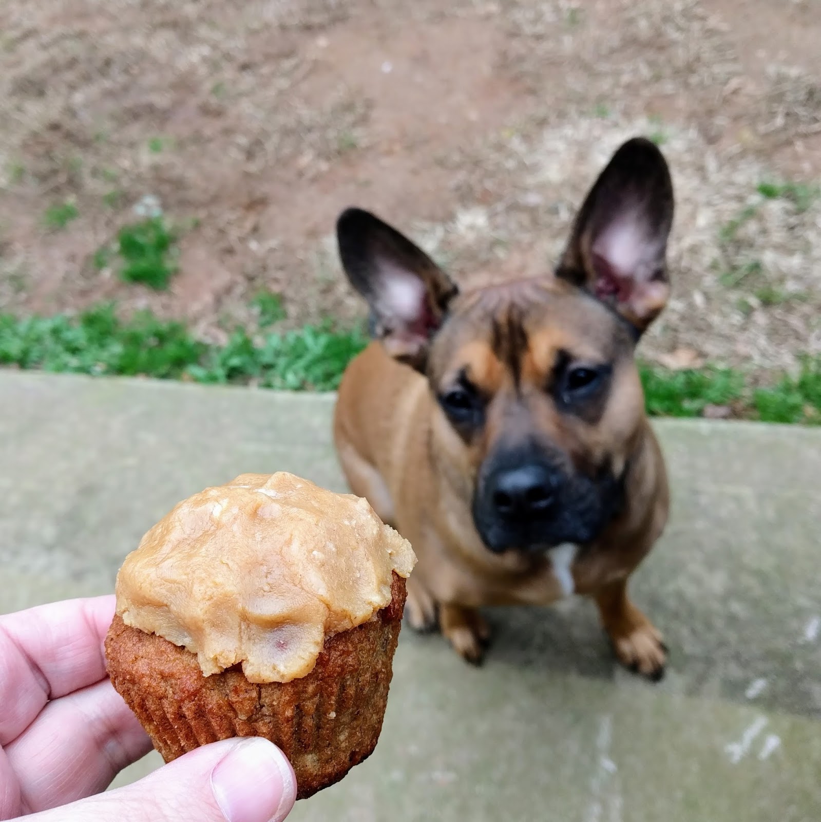 Banana pupcakes Clearance