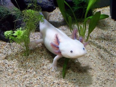 Axolotl is among the weirdest animals because unlike other salamanders that just live in marshy areas, it’s live in water.