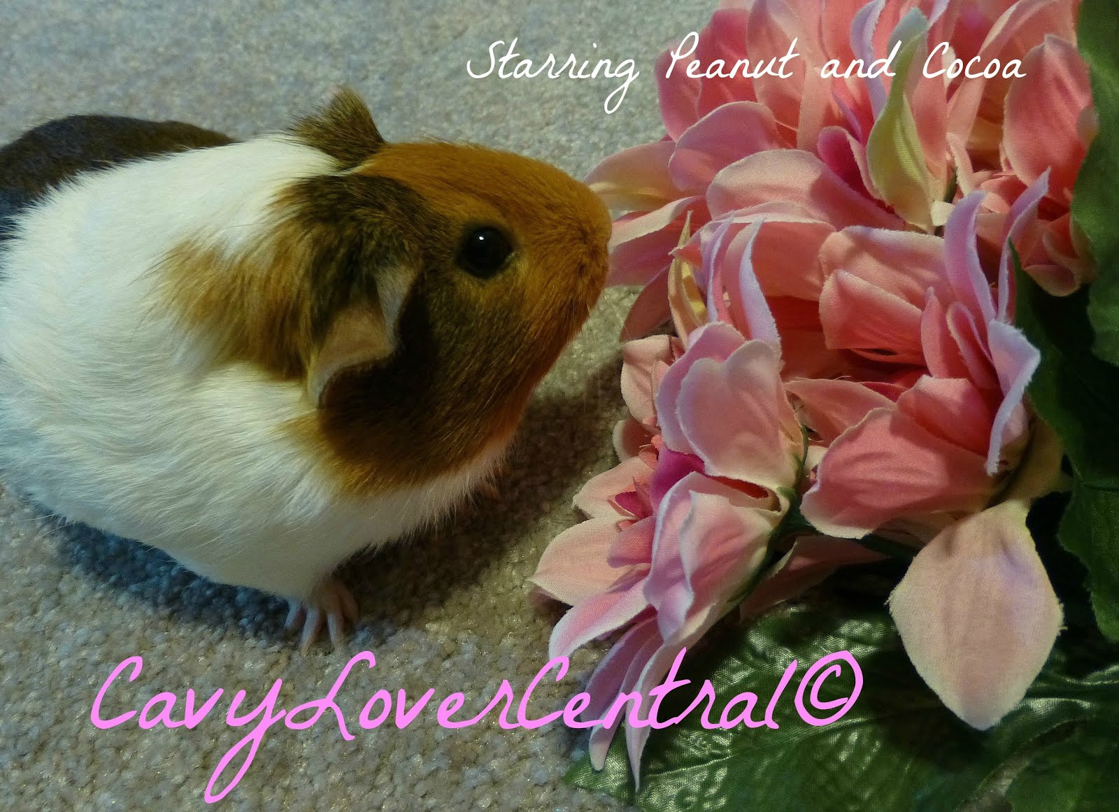 CavyLoverCentral The Home to ALL Cavy LOVERS! Required Cage Sizes for