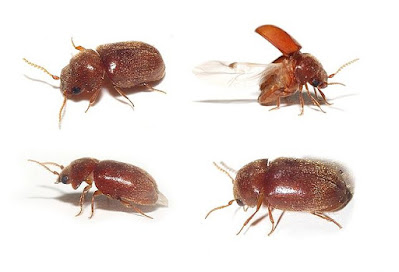 Gorgojo del tabaco almacenado Lasioderma serricorne (F.) (Coleoptera: Anobiidae).