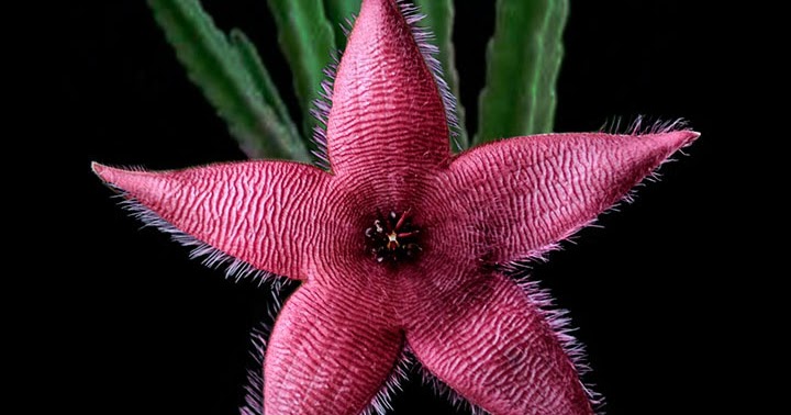 Orquídeas no Apê: Cacto Estrela - Stapelia hirsuta