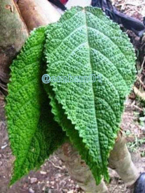 Daun Gatal(Laportea decumana (roxb.) chew)