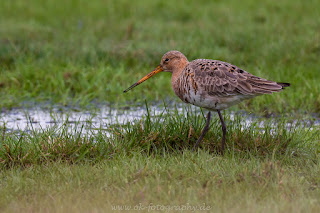 Uferschnepfe Naturfotografie Wildlifefotografie Tierfotografie Nikon