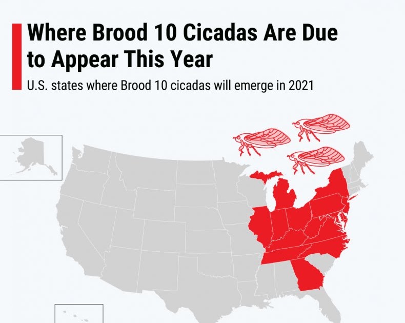 Green Team Gazette The Sights, Sounds, & Science of Cicadas