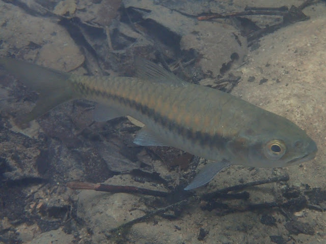 Neolissochilus stracheyi Neolissochilus stracheyi