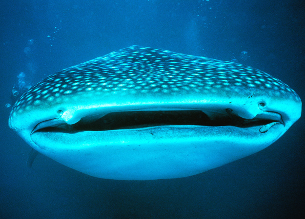 Amazing Animals Pictures The Largest Fish Species The Whale Shark Rhincodon Typus 10 Pics