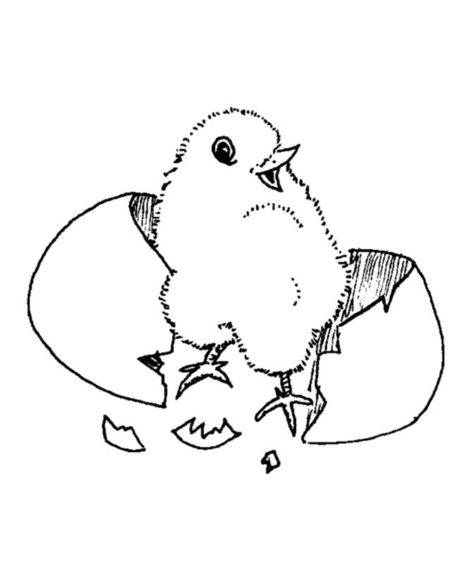 baby chicken coloring pages - photo #8