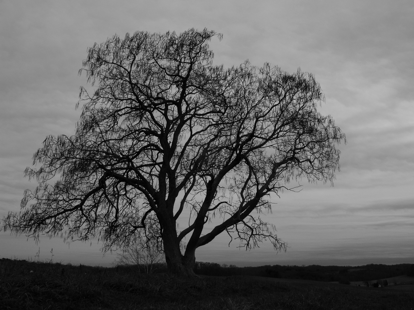Something wicKED this way comes.... Happy Arbor Day! Now get out there