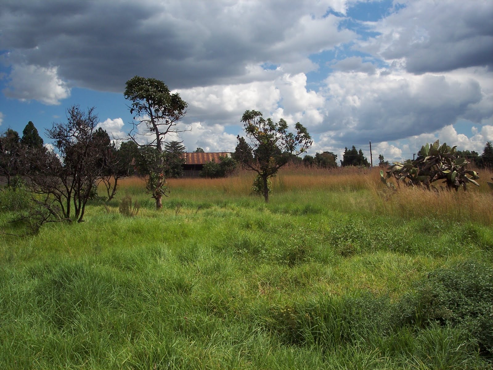 Mike Kidson Zandspruit Farm / Plot for Sale 4.3Ha