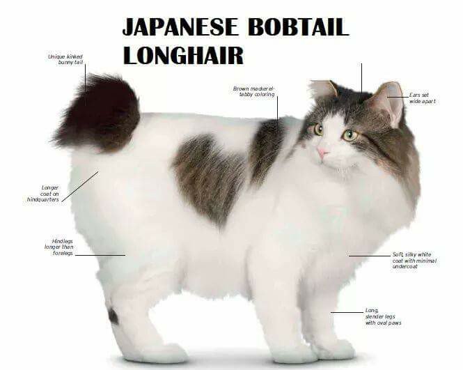 Рассмотрите фотографию кошки породы японский бобтейл. Японский бобтейл длинношёрстный. Курильский и японский бобтейл. Строение хвоста курильского бобтейла. Японский бобтейл серый.