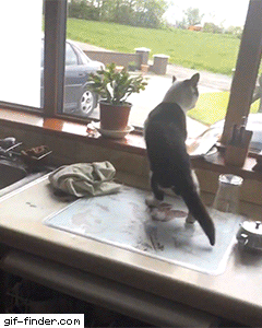 daily_gifdump_3337_16.gif