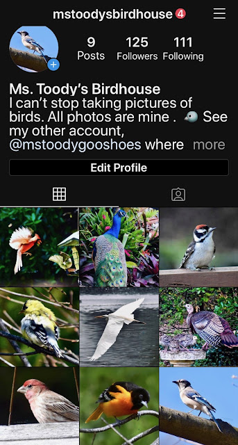 Ms. Toody's Birdhouse on Instagram | Ms. Toody Goo Shoes #flamingos #instagram