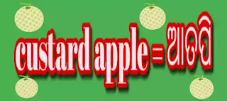 custard apple meaning in odia