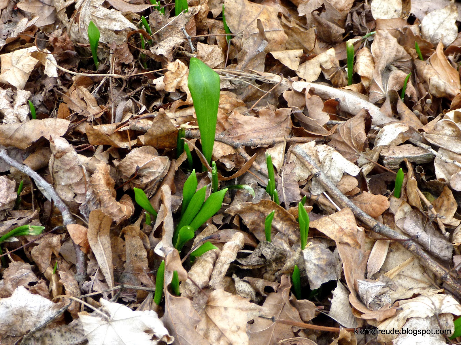 Schlosspark Laxenburg: Erste Spitzen von Bärlauch