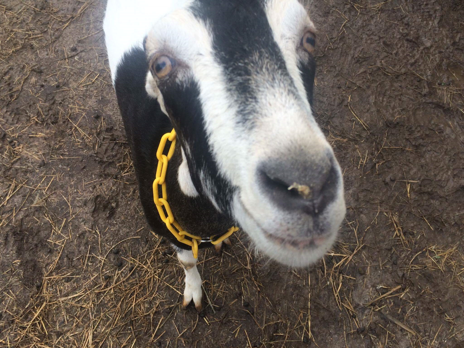 Chicken Scratch Poultry Easy Goat Milk Ice Cream