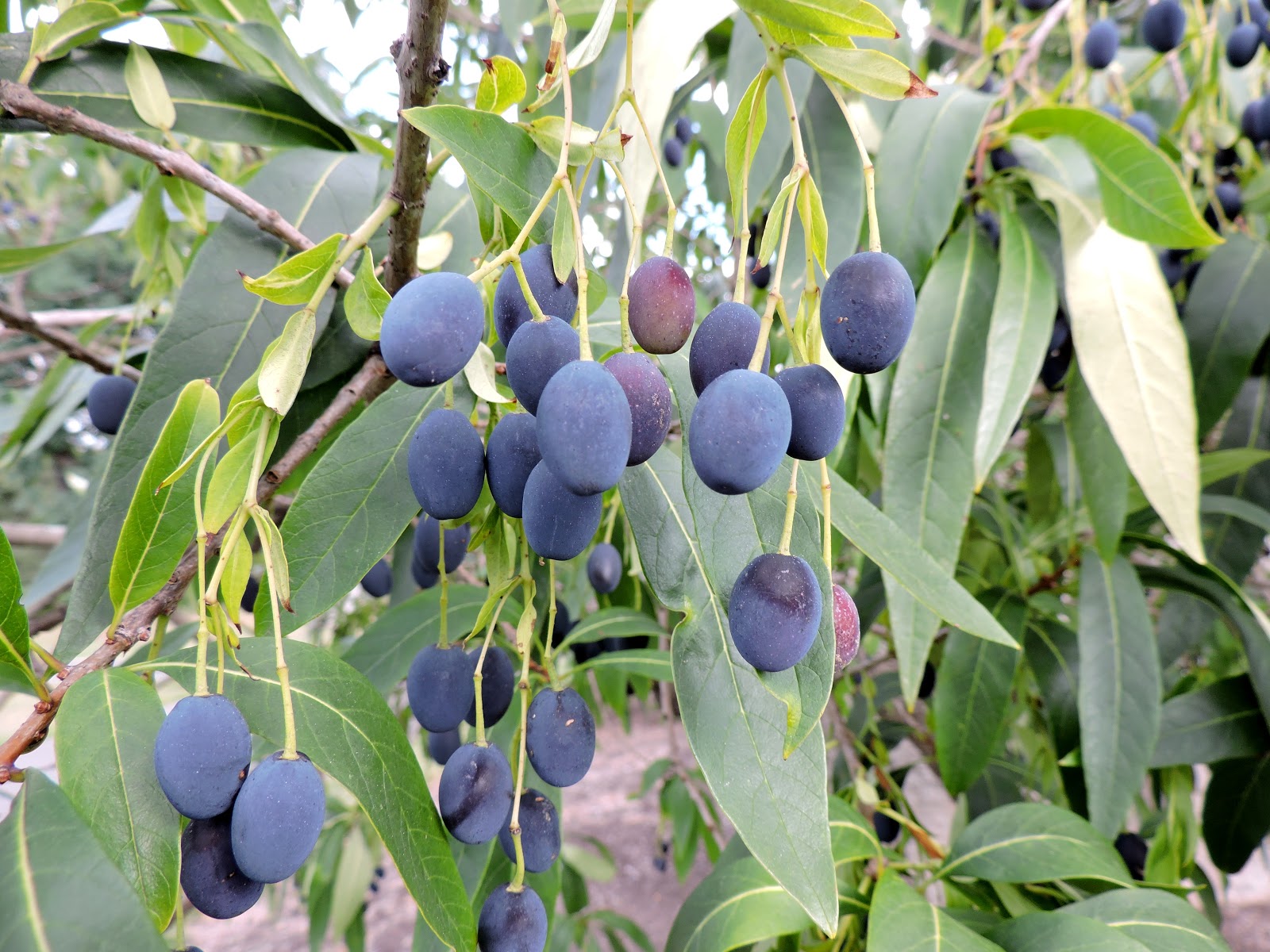Capital Naturalist by Alonso Abugattas White Fringetree Grancy Graybeard