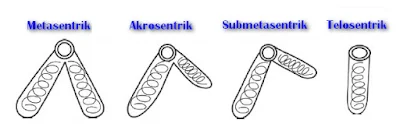 Klasifikasi Kromosom Berdasarkan Bagian Dan Macamnya