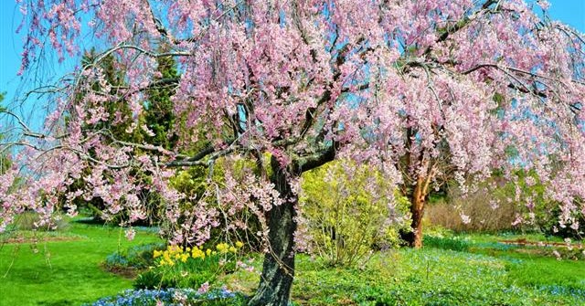 Evergreen Tree Planting Dwarf Weeping Cherry Trees Big And Small