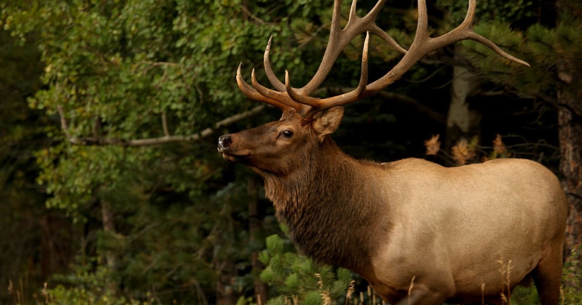Elk Used To Have Fangs, And Other Interesting Facts