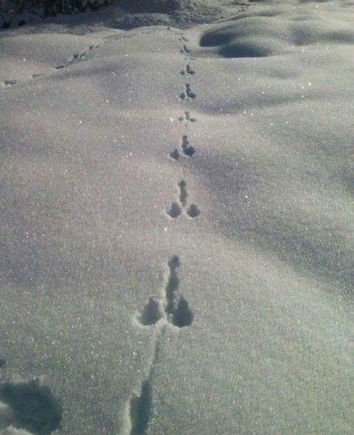 Seltsame Tierabdrücke im Schnee