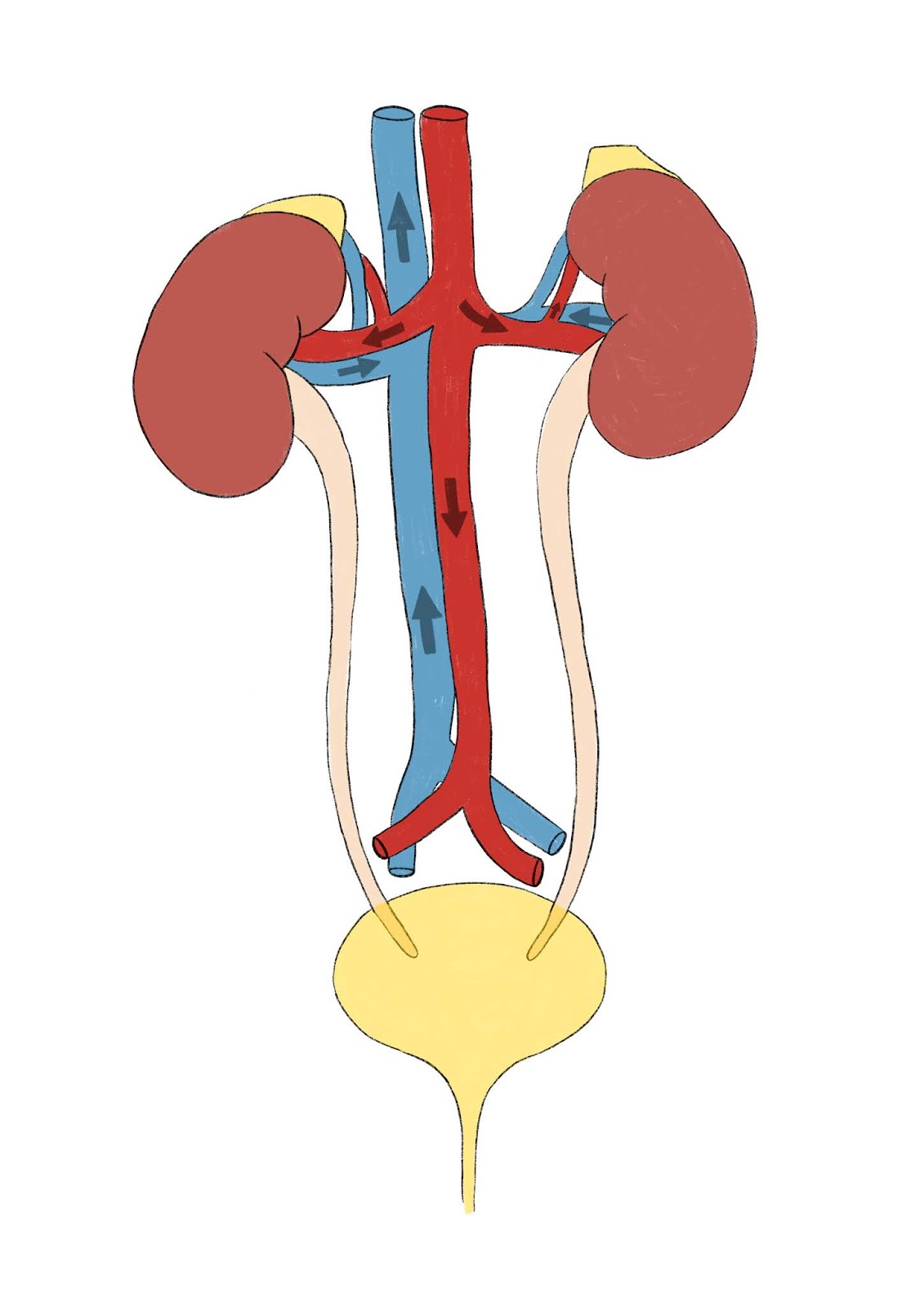 Just a Blog: Urinary system diagrams