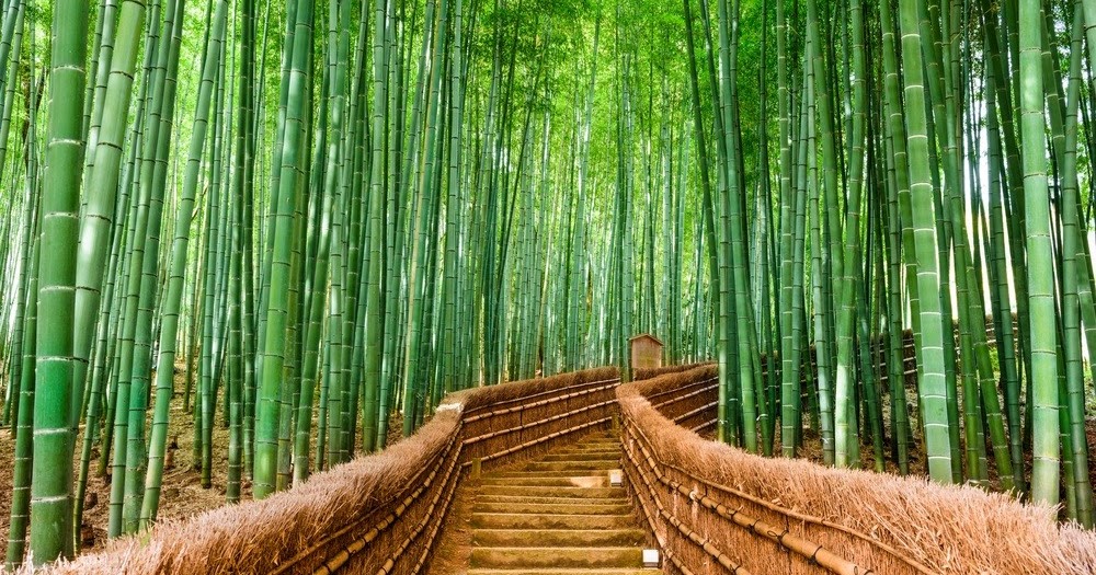 Healthy LifeStyle Environmental impacts of bamboo