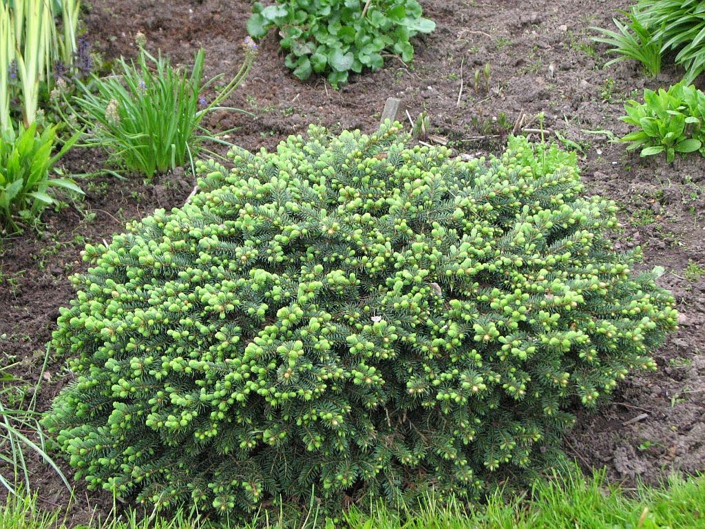 ель нидиформис калоус. ель низкорослая. ель обыкновенная абиес нидиформис. ель эхиниформис. глаука глобоза.