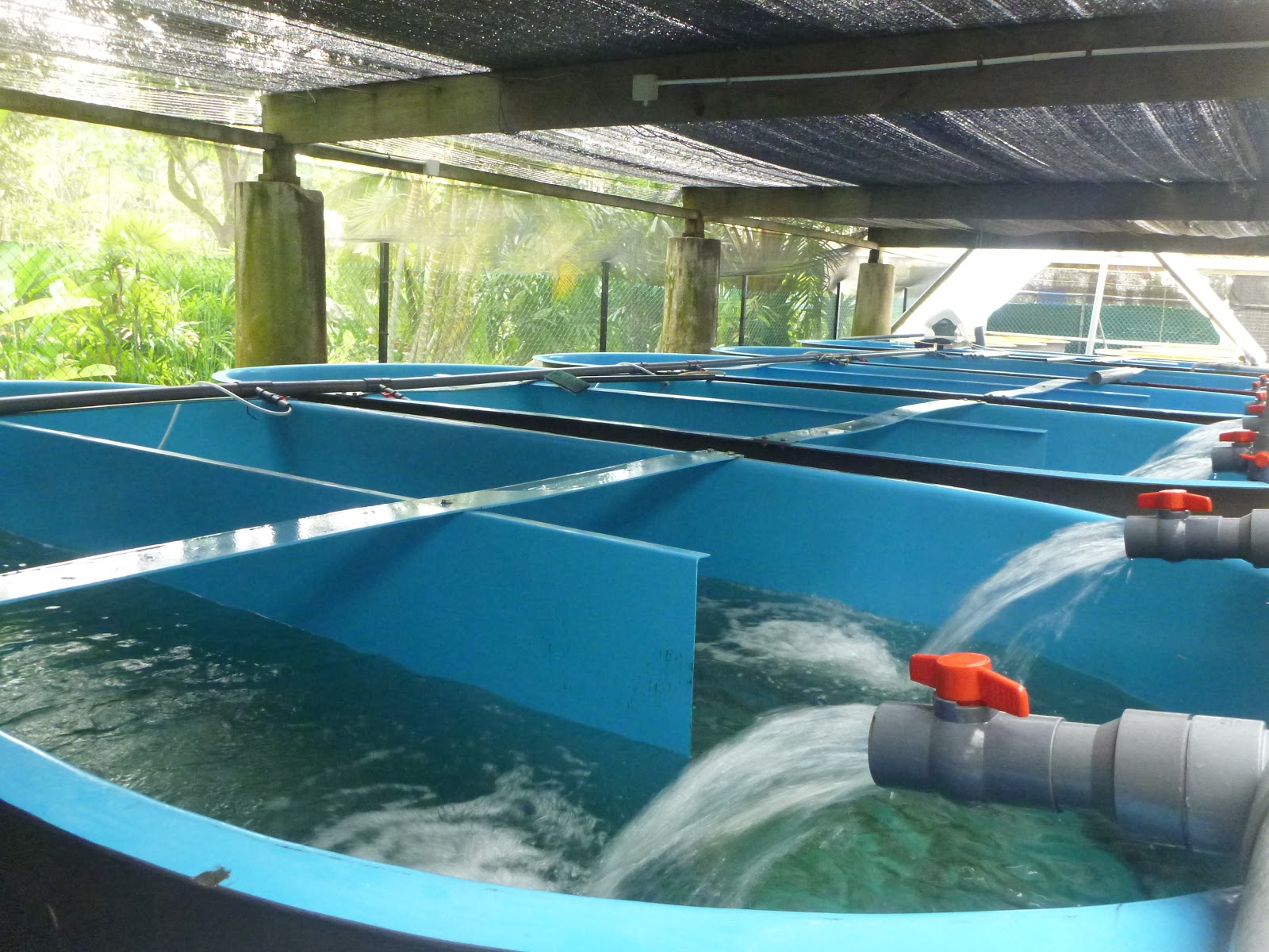 Effluent water treatment from fish farms NTESCO