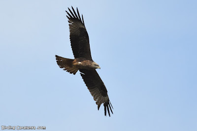 Milà negre (Milvus migrans)