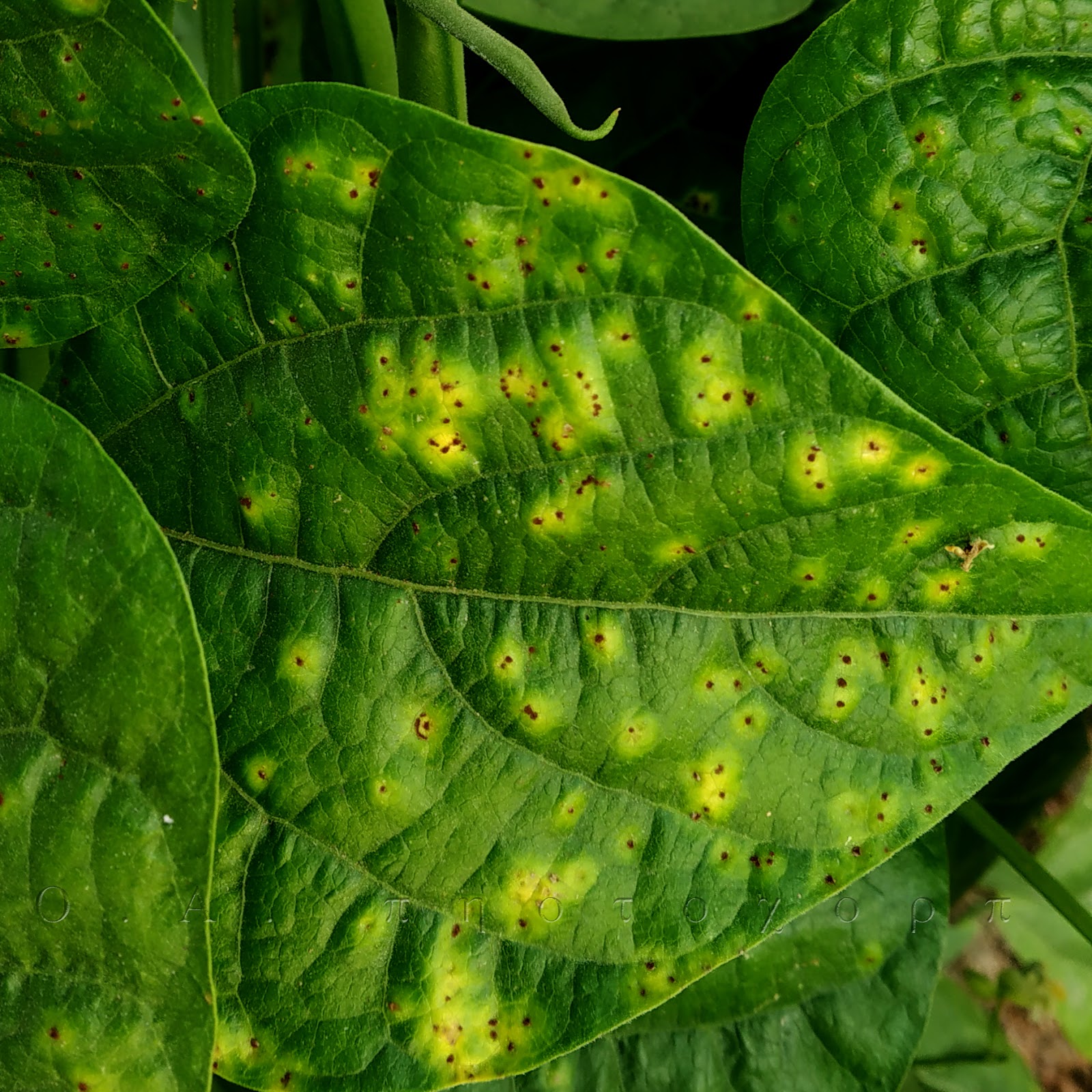Diseases of common bean