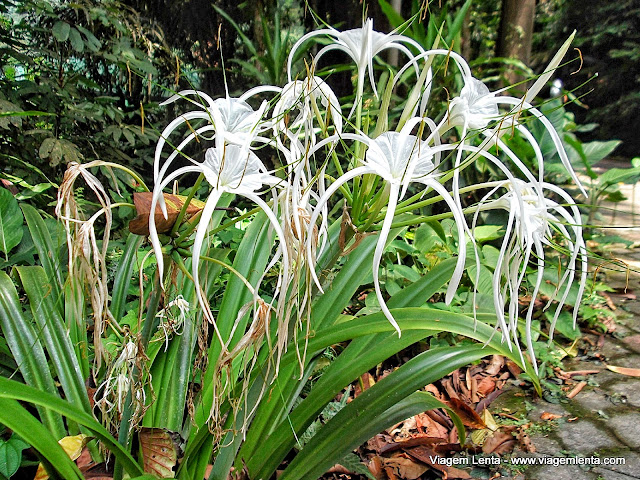Diferentes flores no jardim Botânico de Penang