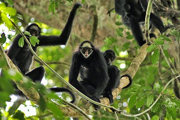 Primates Mating Ritual Dance The Tanning Salon: Social and Mating Patterns of Primates