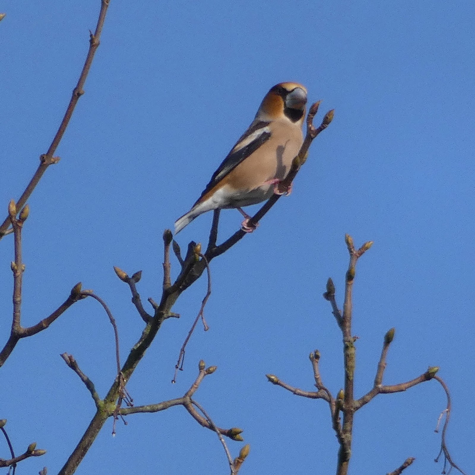 Out4aduck - A record of my birding year: February 2018