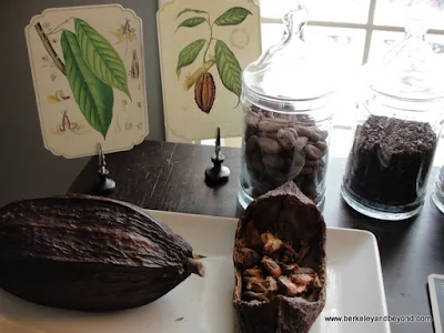 cacao pod and bean display at Dick Taylor Craft Chocolate in Eureka, California