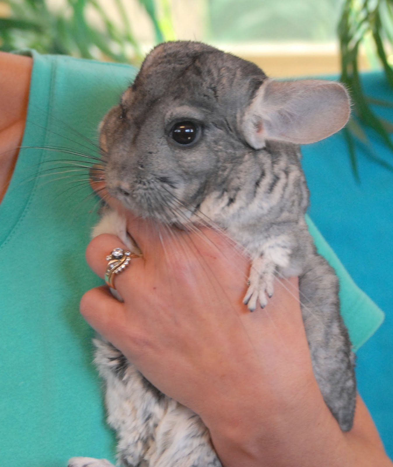 Quinlan, a Chinchilla for adoption.